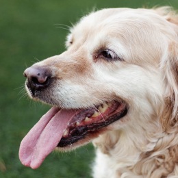We love your furry friends a dog smiling